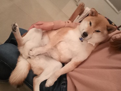 Dog Shelter | 〔2107Z08〕柴犬 メス 推定7-8歳 体重10kg 【ジャニス